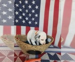 Small Photo #41 Dalmatian Puppy For Sale in VASSALBORO, ME, USA