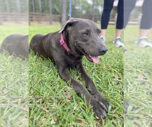 Labrador Retriever-Unknown Mix Dogs for adoption in The Woodlands, TX, USA