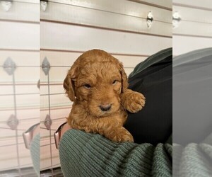 Goldendoodle (Miniature) Puppy for Sale in PUYALLUP, Washington USA