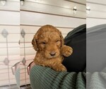 Small Photo #1 Goldendoodle (Miniature) Puppy For Sale in PUYALLUP, WA, USA