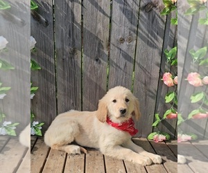 Golden Retriever Puppy for sale in INDIANAPOLIS, IN, USA