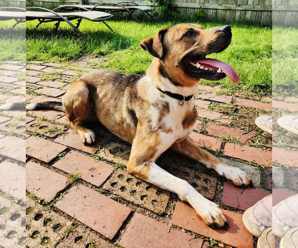 Medium Photo #2 Bullboxer Pit Puppy For Sale in Princeton, MN, USA