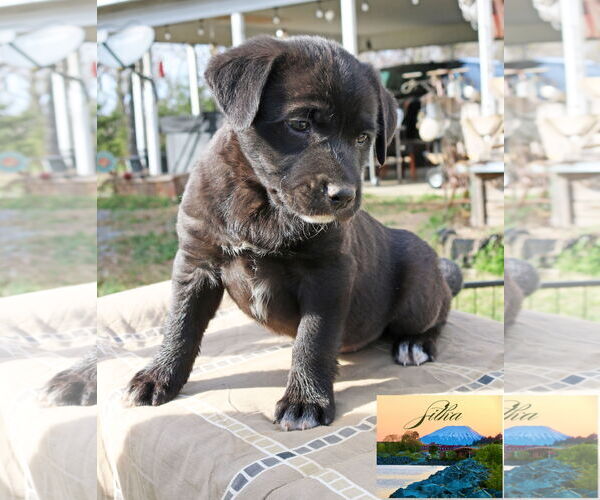 Medium Photo #13 Borador Puppy For Sale in Wakefield, RI, USA