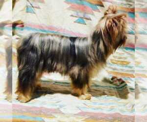 Father of the Yorkshire Terrier puppies born on 02/06/2024
