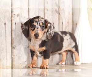 Dachshund Puppy for sale in MOUNT VERNON, OH, USA