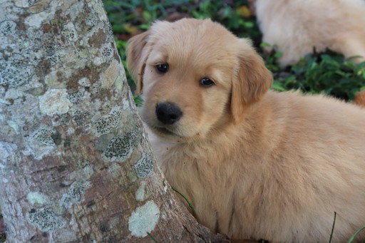 Medium Photo #13 Golden Retriever Puppy For Sale in HARRISON, TN, USA