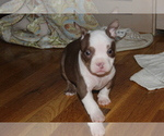 Small Photo #5 American Bully Puppy For Sale in IUKA, MS, USA