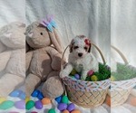 Small #30 Goldendoodle (Miniature)