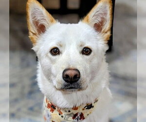 Mutt Dogs for adoption in Bellevue, WA, USA