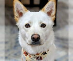 Small Mutt