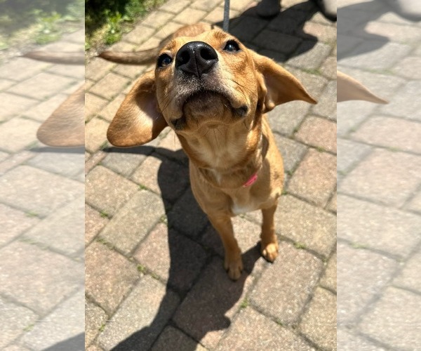 Medium Photo #4 Mutt Puppy For Sale in Germantown, OH, USA