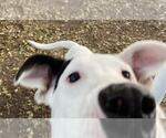 Small #4 Beagle Mix