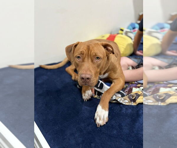 Medium Photo #37 American Pit Bull Terrier-Unknown Mix Puppy For Sale in Brewster, NY, USA