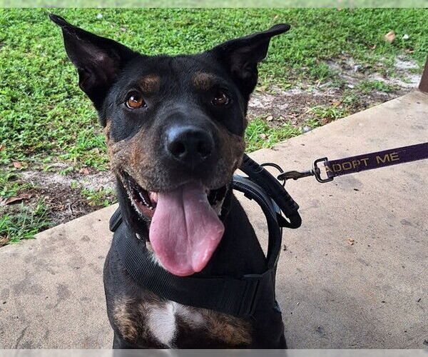 Medium Photo #3 Chinese Shar-Pei-Rottweiler Mix Puppy For Sale in Ocala, FL, USA