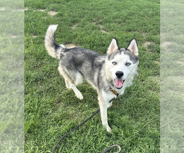 Medium Photo #5 Siberian Husky Puppy For Sale in Evansville, IN, USA