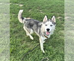 Small #4 Siberian Husky