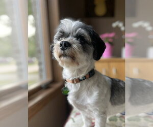 Sir - Male Schweenie Dog for Adoption - Photo #2