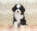 Small #2 Miniature Bernedoodle