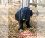 Small #2 Australian Shepherd