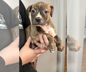 American Pit Bull Terrier-Unknown Mix Dogs for adoption in Clarkston, MI, USA