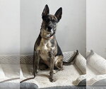 Small #7 Holland Shepherd Mix