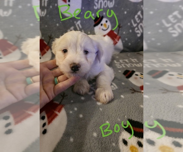 Medium Photo #30 Chizer Puppy For Sale in MONTEZUMA, GA, USA