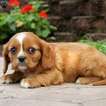 Puppy 1 Cavalier King Charles Spaniel