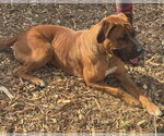 Small #1 Rhodesian Ridgeback Mix