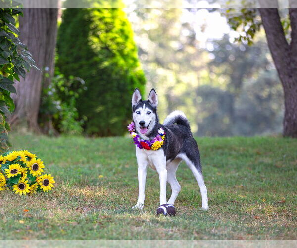 Medium Photo #4 Huskies -Pembroke Welsh Corgi Mix Puppy For Sale in Unionville, PA, USA