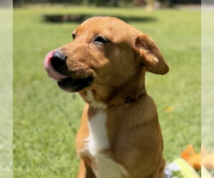 Mutt Dogs for adoption in Yardley, PA, USA