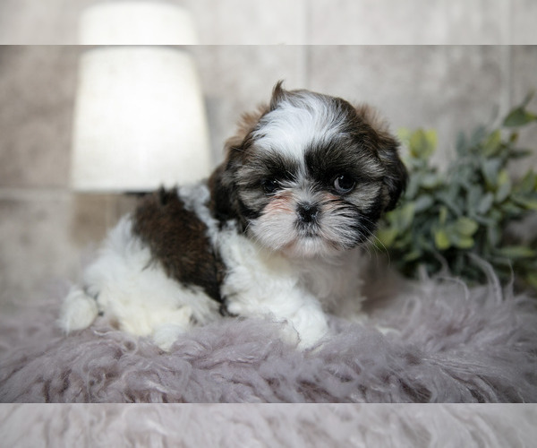 Medium Photo #2 Shih Tzu Puppy For Sale in CLARE, MI, USA