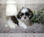 Small #1 Shih Tzu