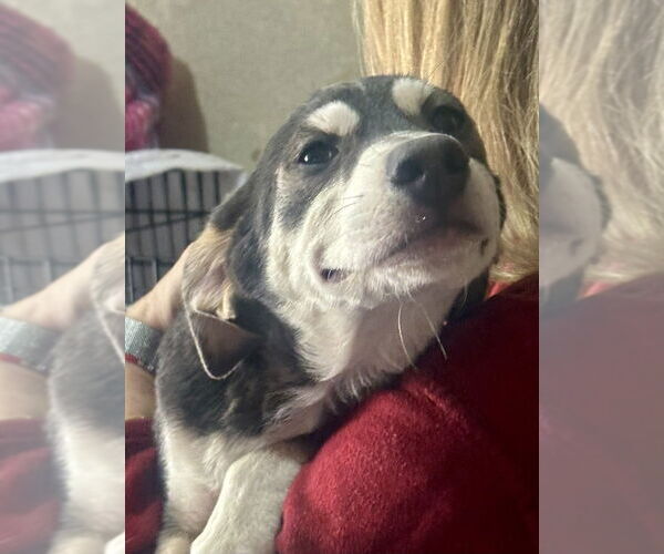 Medium Photo #1 Australian Kelpie-Labrador Retriever Mix Puppy For Sale in San Diego, CA, USA