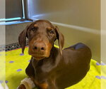 COPPER - Male Doberman Pinscher Dog for Adoption - Small photo