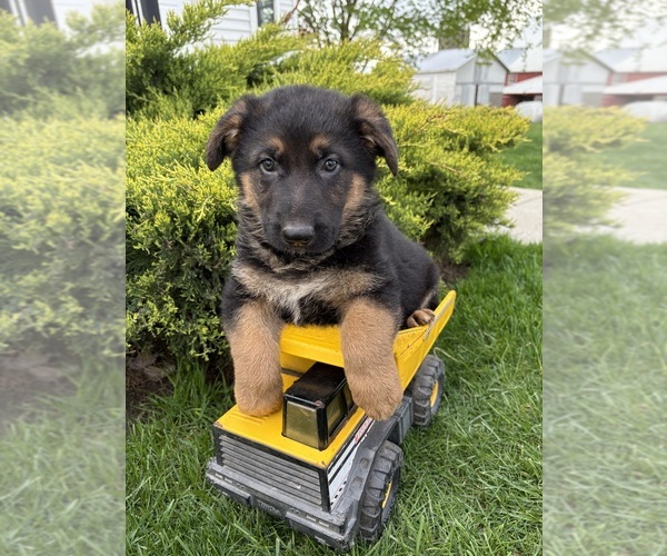 Medium Photo #1 German Shepherd Dog Puppy For Sale in MIDDLEBURY, IN, USA