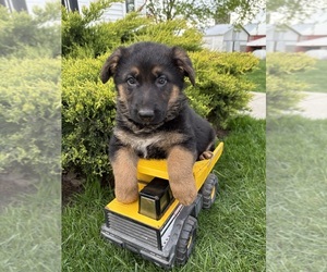 German Shepherd Dog Puppy for sale in MIDDLEBURY, IN, USA