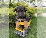 Image preview for Ad Listing. Nickname: Scout