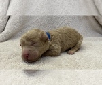 Small Photo #1 Goldendoodle (Miniature) Puppy For Sale in WILLIAMSON, GA, USA