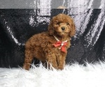 Small Photo #1 Poodle (Toy) Puppy For Sale in WARSAW, IN, USA