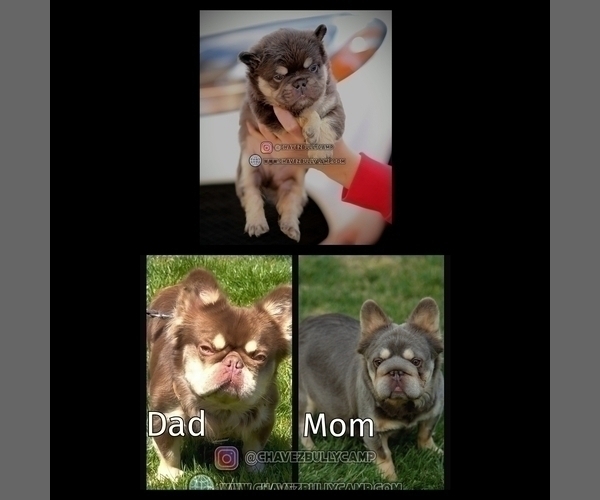 Medium Photo #2 French Bulldog Puppy For Sale in TEMECULA, CA, USA