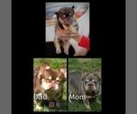 Small #1 French Bulldog