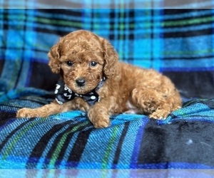 Cavapoo Puppy for sale in LAKELAND, FL, USA