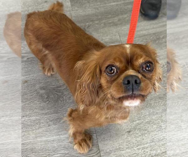 Medium Photo #2 Cavalier King Charles Spaniel Puppy For Sale in Westminster, MD, USA