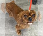 Small #1 Cavalier King Charles Spaniel