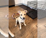 Small #7 Siberian Husky Mix