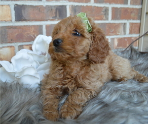 Cock-A-Poo Puppy for sale in HONEY BROOK, PA, USA