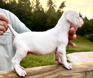 Dogo Argentino Puppy for sale in MINTER CITY, MS, USA