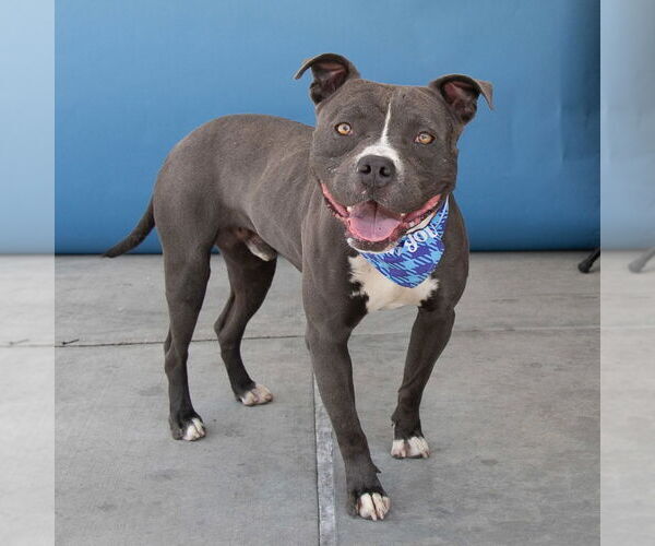 Medium Photo #2 American Pit Bull Terrier-Unknown Mix Puppy For Sale in Pasadena, CA, USA