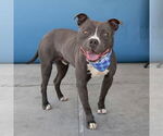 Small #1 American Pit Bull Terrier Mix