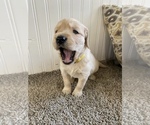 Small Photo #4 Golden Retriever Puppy For Sale in MINERAL POINT, WI, USA